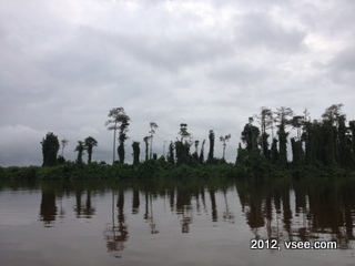 IMG_5893-001 Gabon tropical rainforest