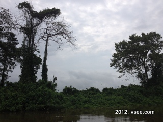 IMG_5897-001 Gabon rainforest
